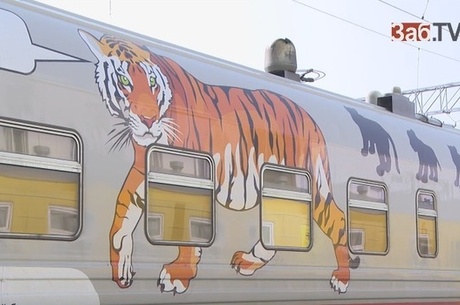 "Усатый и полосатый" поезд, спасающий амурских тигров, прибыл в Читу