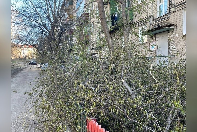 «Вся улица в ветках и мусорных мешках»: деревья обрезали на Ленина