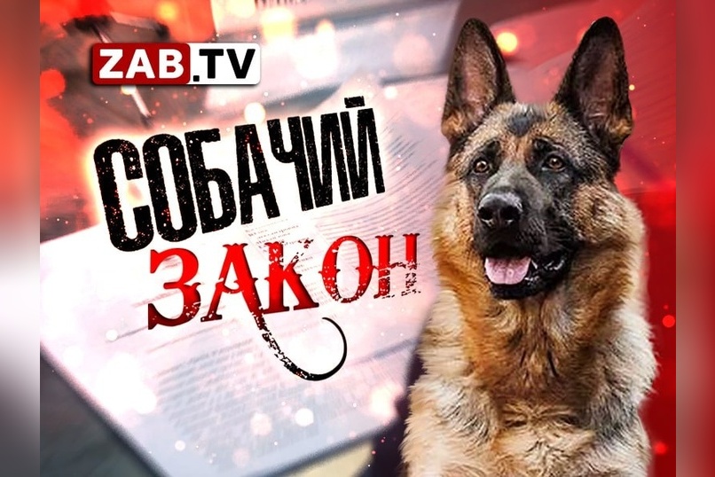 Депутаты Заксобрания одобрили возможность эвтаназии бездомных собак в регионе