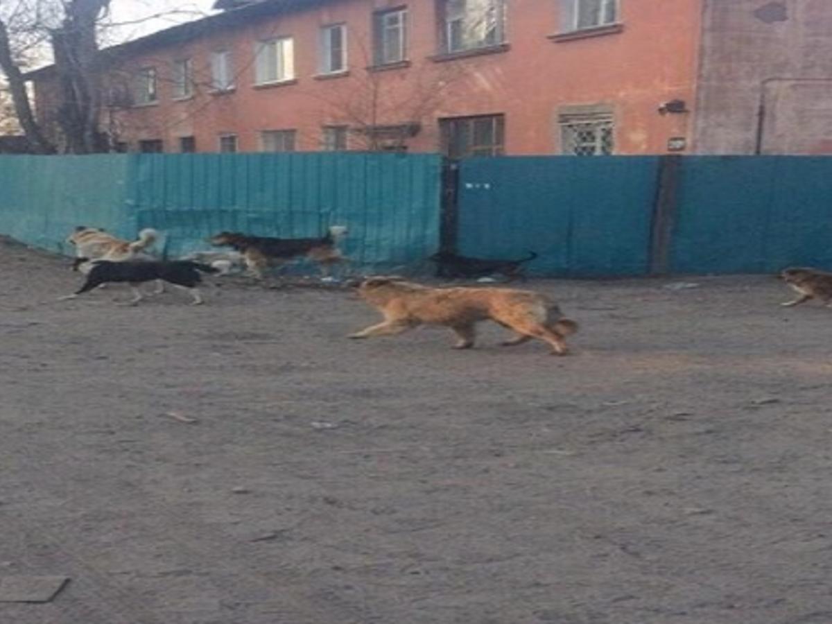 Свора бездомных собак напала на мать с ребёнком