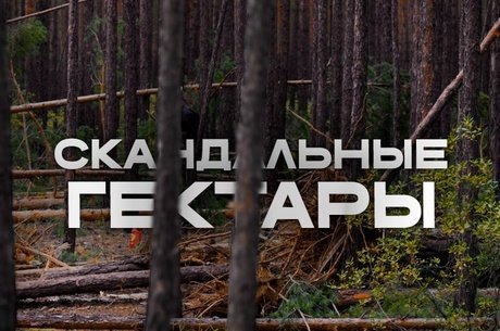 Жители СНТ встали на защиту леса