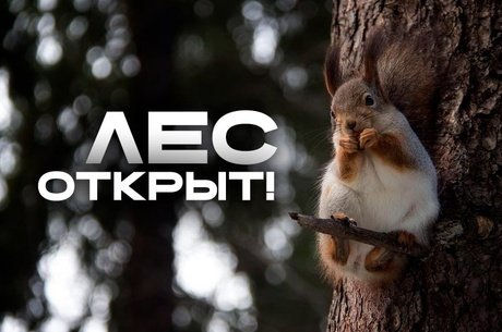Забайкальский край снял запрет на посещение лесов и режим ЧС