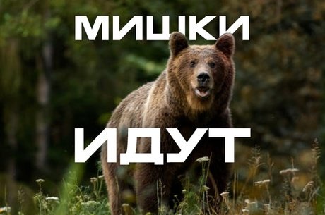 Почему медведи стали чаще выходить к людям в Забайкалье