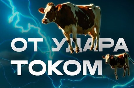 10 голов скота убило током в Сретенском районе
