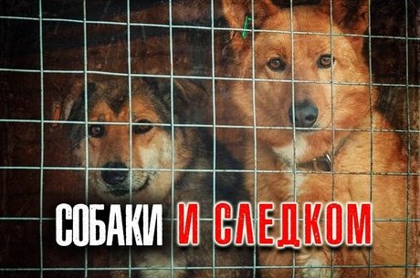 СК проверит дело об отлове бродячих собак в Забайкалье после жалоб