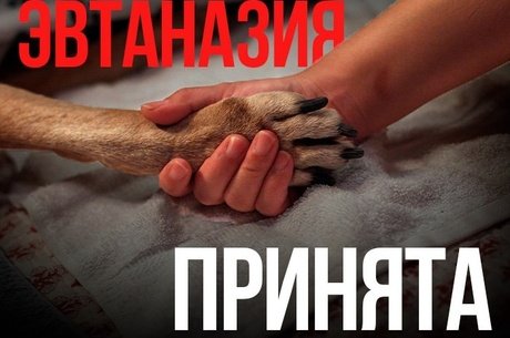 В крае разрешили усыплять бродячих собак