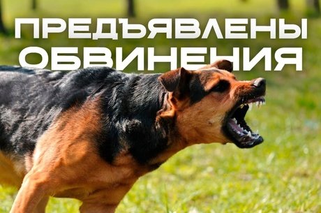 Нападение собак в Чите: предъявлены обвинения