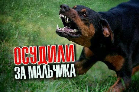 Директора лагеря осудили за нападение собак на ребенка