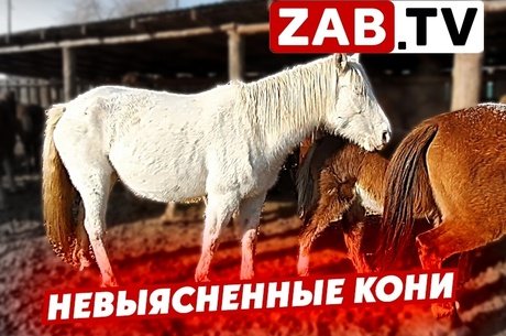 Сотрудниками ГИБДД задержана фура с лошадьми