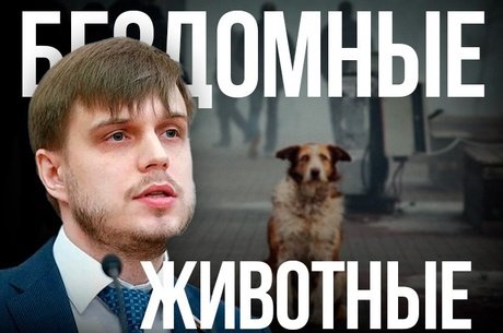 Депутат предложил обязательную идентификацию питомцев в РФ