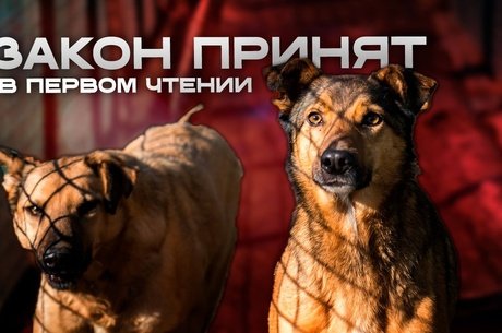 Бездомных собак в Забайкалье начнут усыплять?