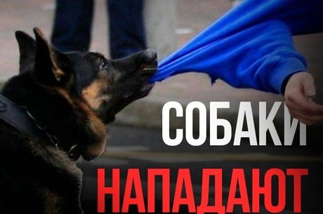 Уголовные дела возбуждены после нападения собак на детей в Забайкалье