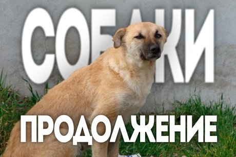 Депутаты Госдумы обратились к Мишустину с просьбой решить проблему бездомных животных