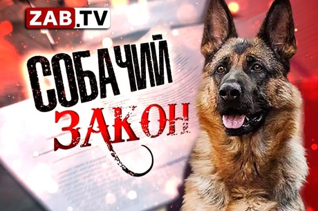 Депутаты Заксобрания одобрили возможность эвтаназии бездомных собак в регионе