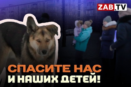 Стая бездомных собак напала на съёмочную группу ЗАБТВ