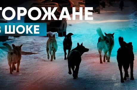 Бездомные собаки заполонили Нерчинск за полгода!