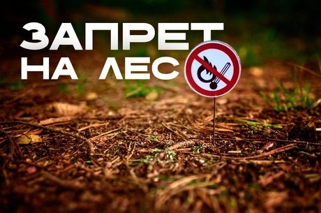 Запрет на посещение лесов в Забайкалье продлили до 10 июля