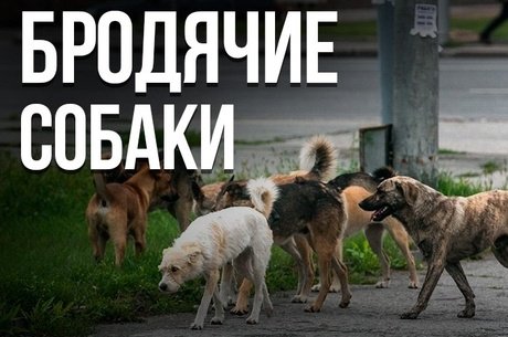 После нападения на ребенка: Бастрыкин запросил доклад о бродячих собаках в Чите