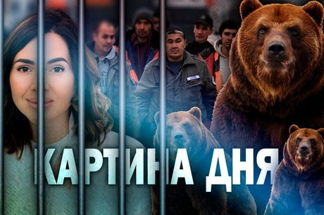 Арест врача, депортация мигрантов, скандал с пенсиями, медведи в Карповке, мошенничество с домом