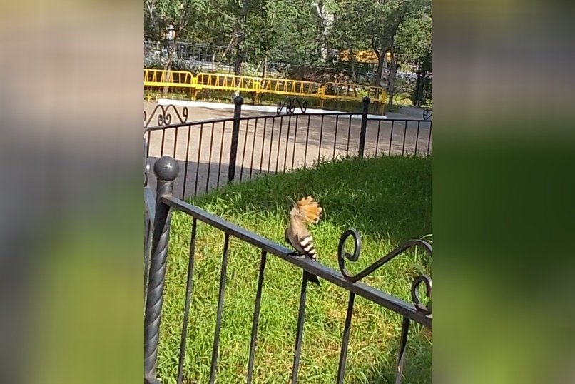 В парке Читы были замечены краснокнижные птицы