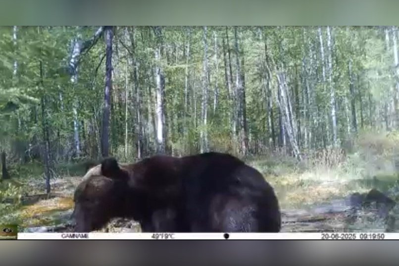 Косолапые исследователи сломали две фотоловушки в Сохондинском заповеднике