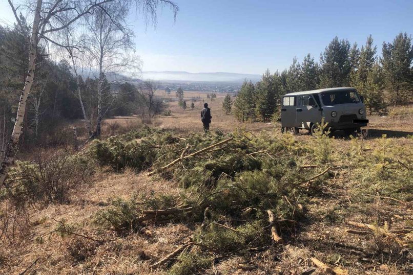 Почти 2 тысячи кубометров незаконно добытой древесины выявили сотрудники Минприроды Забайкалья
