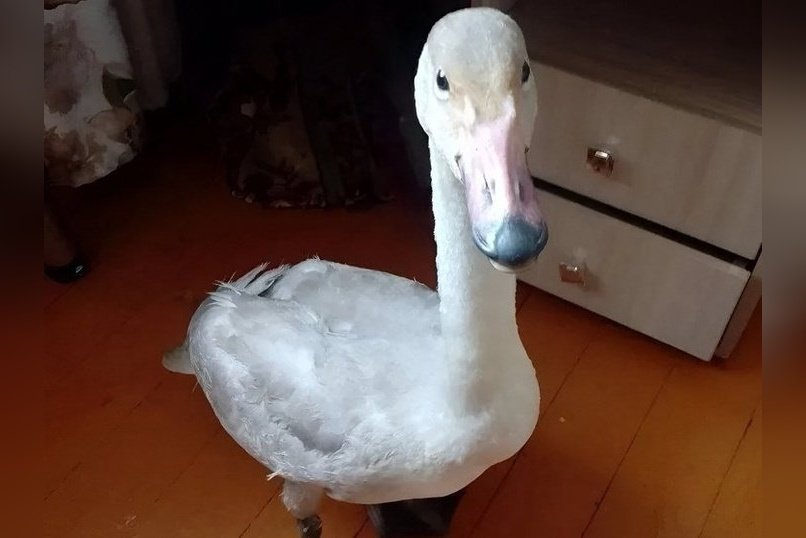Лебедя, который не улетел на зимовку, приютила семейная пара