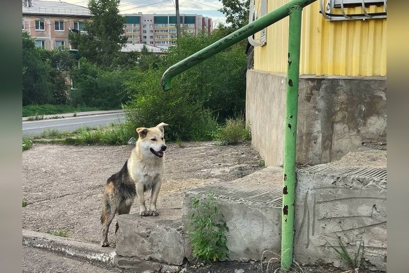 Владельцев собак в Забайкалье обяжут регистрировать питомцев