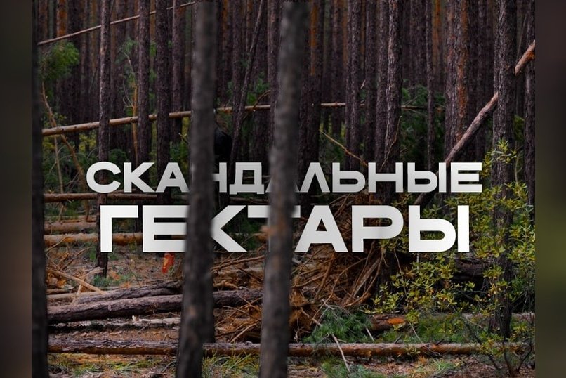 Жители СНТ встали на защиту леса