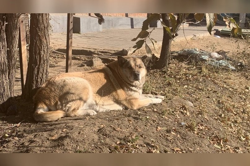 Жители КСК обеспокоены сворой собак во дворе