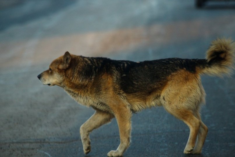 Забайкальцы, протащившие собаку на привязи по трассе, пойдут под суд