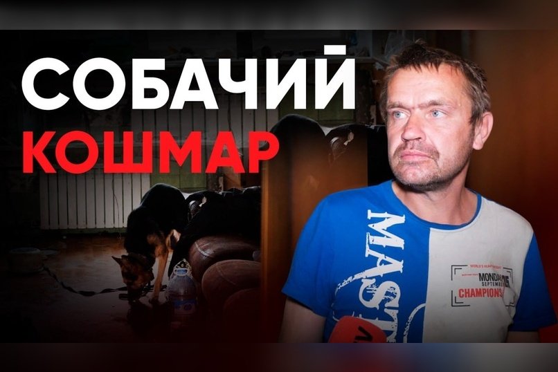 Читинское общежитие, где убили бездомную собаку, снова в центре скандала