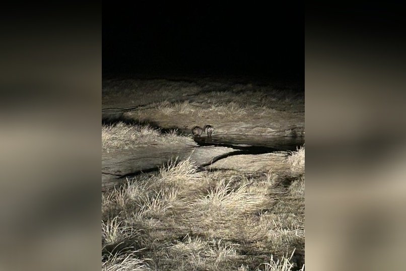 Пару енотовидных собак заметили в Сохондинском заповеднике