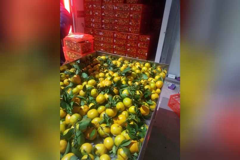 Забайкалье резко увеличило импорт цитрусов из Китая