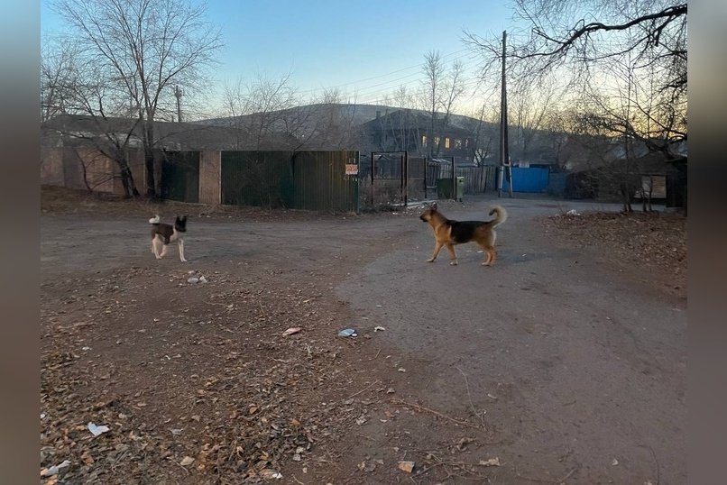 Уголовное дело возбудили из-за нападения собак на женщину с ребёнком