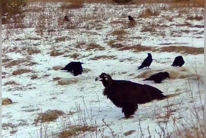 Фотоловушка в Забайкалье зафиксировала черного грифа в компании ворон