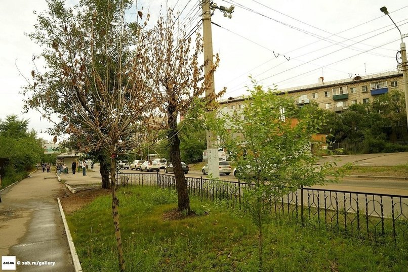 Размещена петиция с призывом бойкотировать баннеры там, где рядом «убивали деревья»