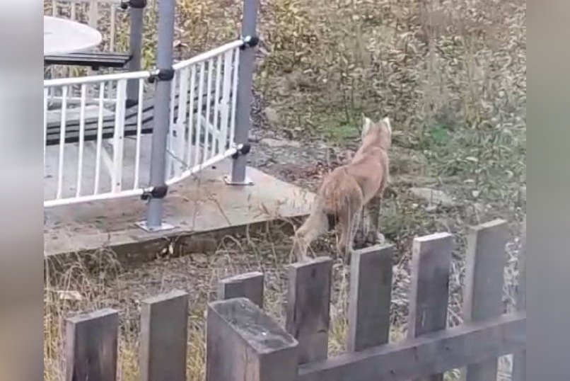 Рысь пыталась проникнуть в магазин поселка Верх-Чита
