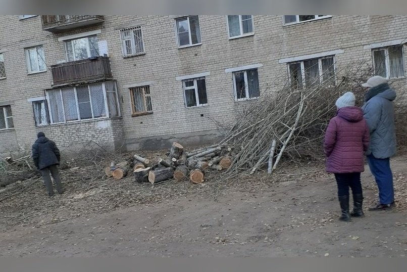 Деревья спилили во дворе дома в Чите — очевидцы возмущены