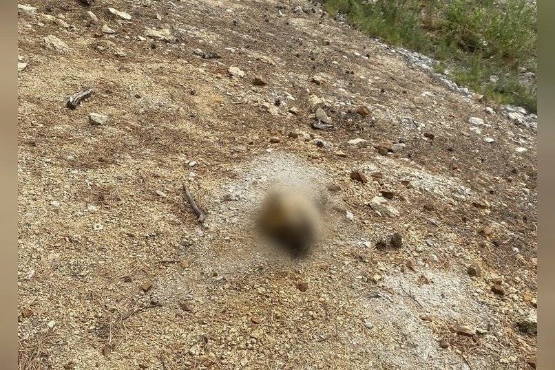 Голову собаки обнаружили в парке поселка Новокручининский (18+)