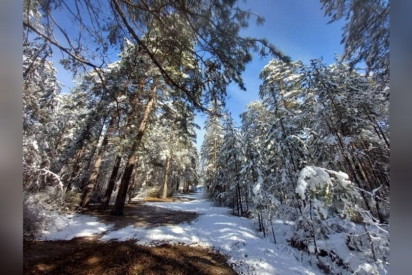 Два лесных питомника в регионе обновят за 11 млн рублей