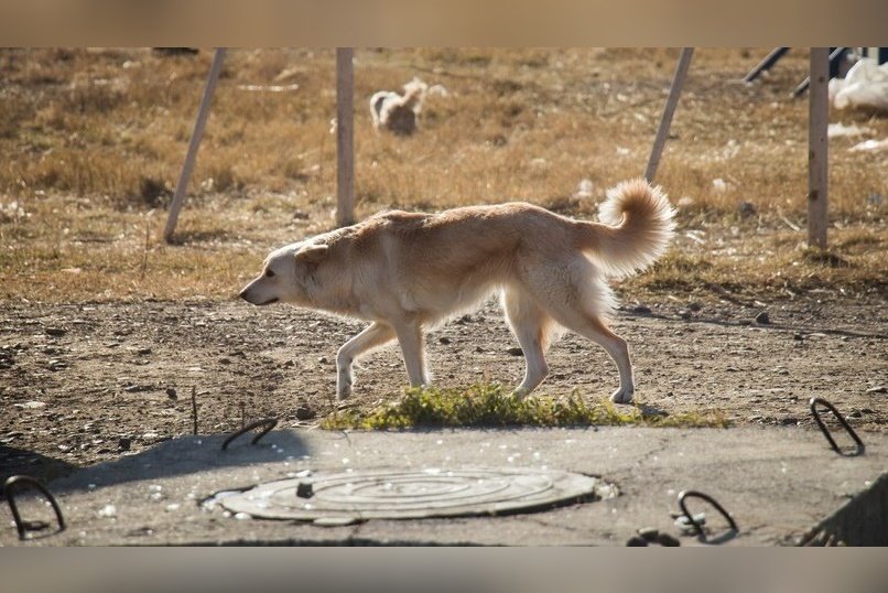 Всего 11 собак отловили в Чите за сутки