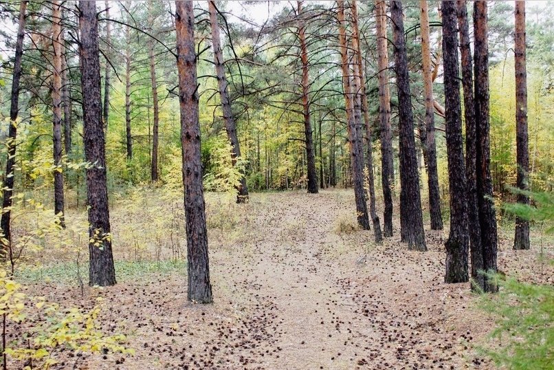 В Забайкалье черные лесорубы спилили деревьев на миллион рублей