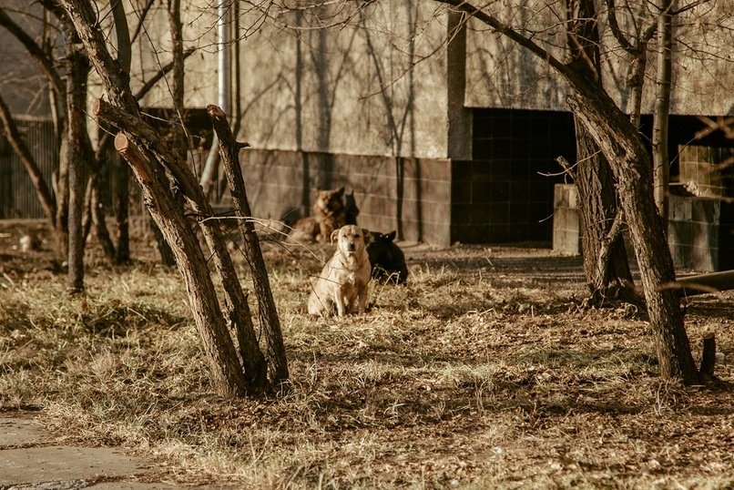 Волонтёрская акция «Льготная кастрация» - в помощь брошенным животным в холодное время