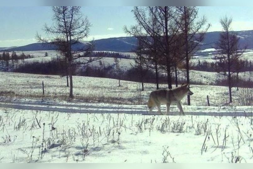 Фотоловушка запечатлела волка в лесу