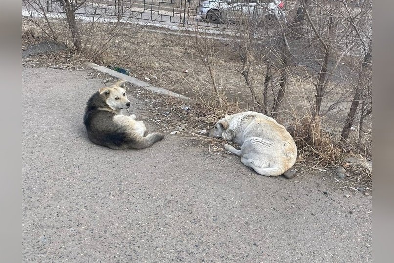 Сколько бездомных собак отловили в Чите за минувшие сутки