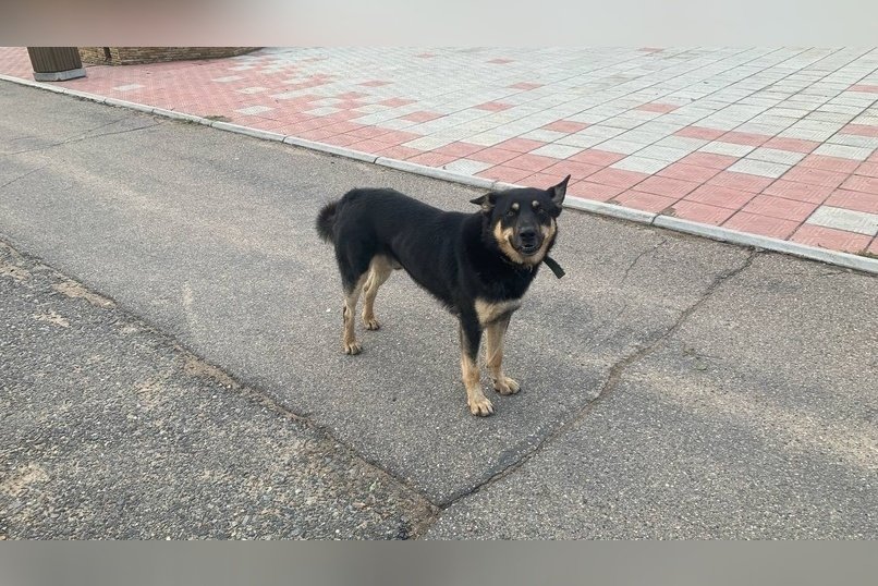 На отлов бездомных собак потратят 10 миллионов рублей