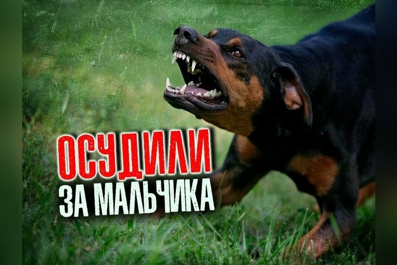 Директора лагеря осудили за нападение собак на ребенка