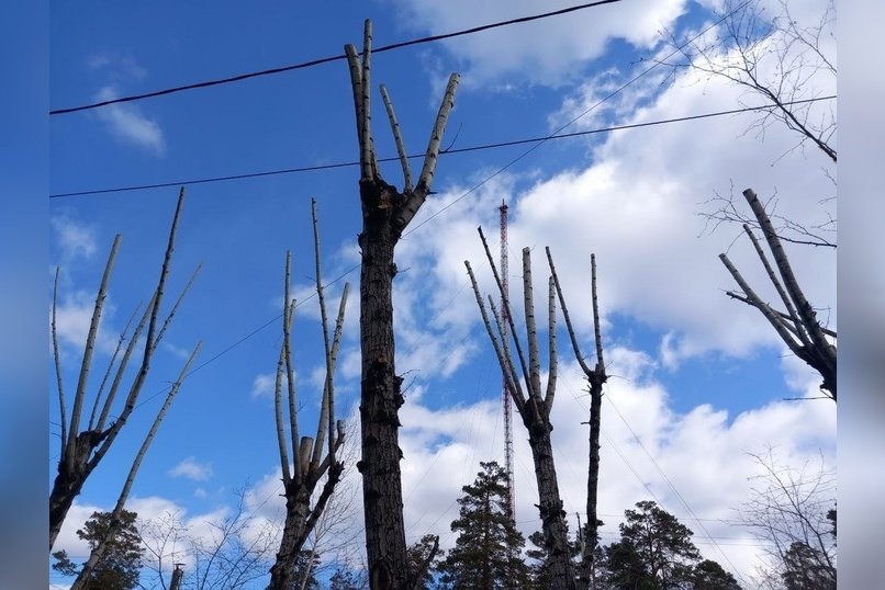 В Чите управляющая компания изуродовала деревья во дворе на Бабушкина