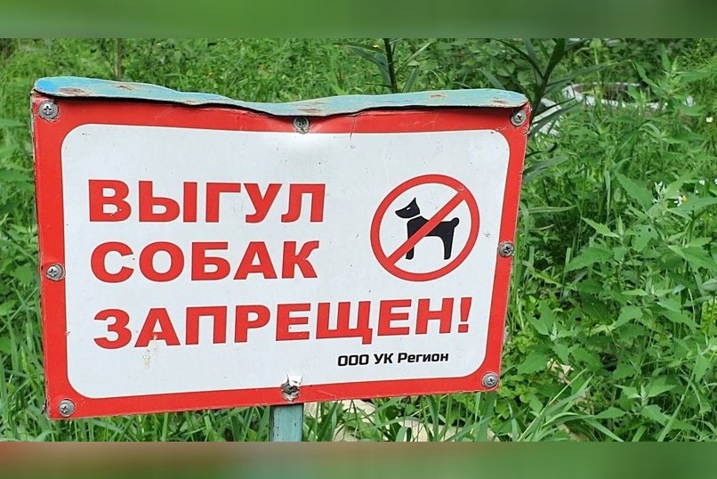 Детям хотят запретить выгуливать опасные породы собак